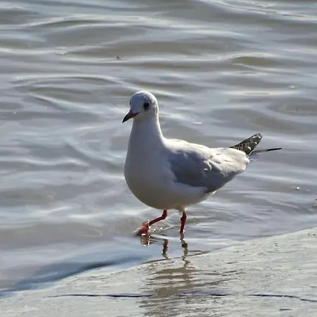 Les Pieds Dans Le Sable Appartement *